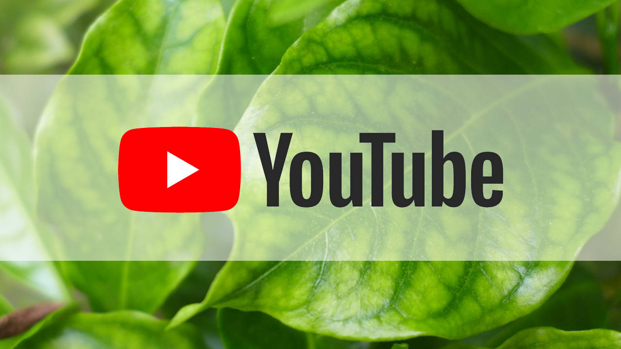 Image of leaves with YouTube logo