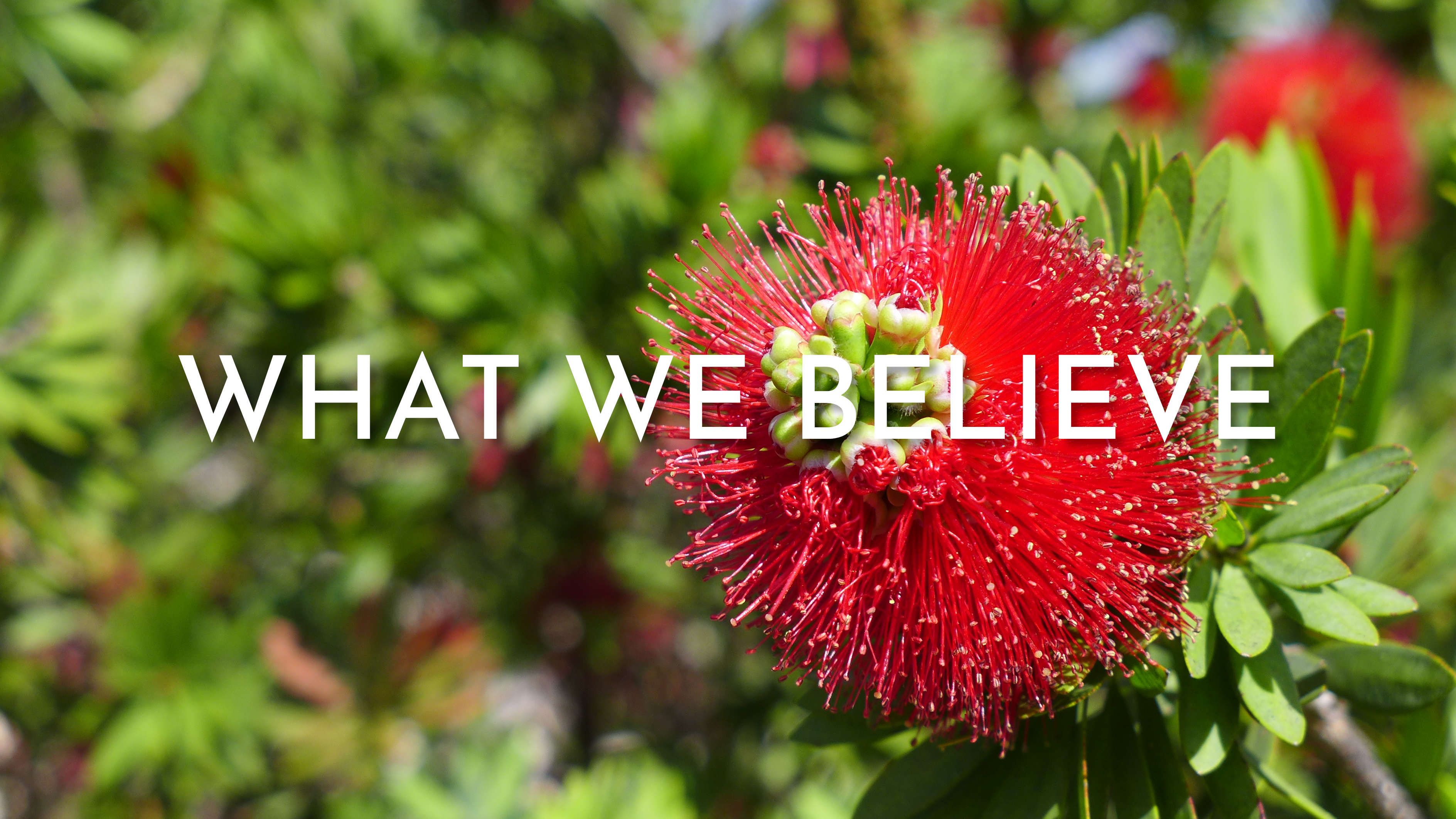 Ohia blossom